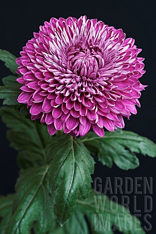 Chrysanthemum_Hybrid_chrysanthemum_Single_purple_coloured_flower_growing_outdoor