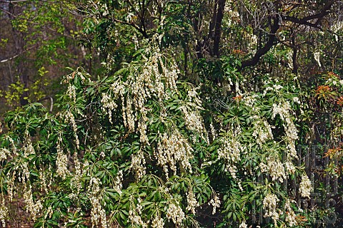 Pieris_Japanese_andromeda_Pieris_japonica_Detail_of_plant_with_white_coloured_flowers_growing_outdoo