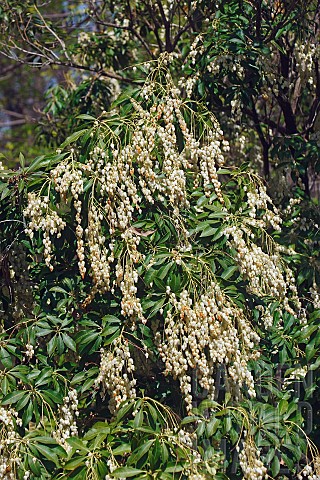 Pieris_Japanese_andromeda_Pieris_japonica_Detail_of_plant_with_white_coloured_flowers_growing_outdoo