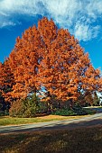 Redwood, National Dawn redwood, Metasequoia glyptostroboides National, Tree in fall colours.