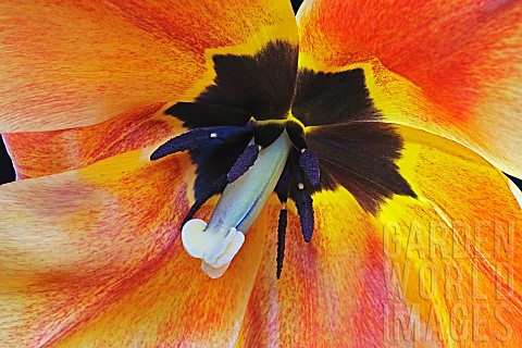 Tulip_Tulipa_x_gesneriana_also_known_as_Didiers_Tulip_and_Garden_Tulip_Close_up_of_peach_coloured_fl