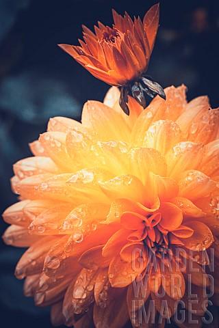 Marigold_Calendula_Orange_flower_growing_outdoor_covered_in_water_droplets