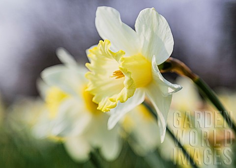 Daffodil_Narcissus_A_row_of_dafodils_growing_outdoor