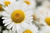 Daisy, Shasta Daisies, Leucanthemum Maximum, Close up detail of flower in bloom showing white pets and yellow stamen.