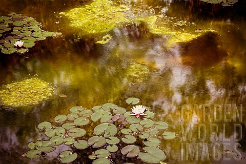 Water_Lily_Nymphaeaceae_Monet_inspired_shotof_the_water_lily_pond