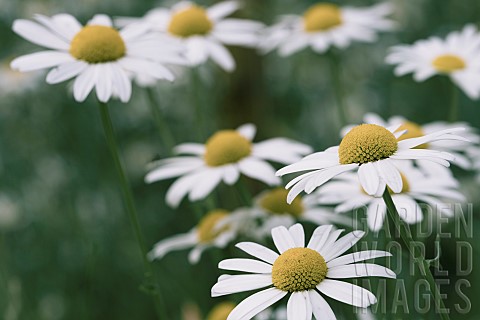 Daisy_Daisy_Bellis_Side_view_of_flowers_with_white_petals_and_yellow_stamen_growing_outdoor