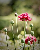 Poppy, Papaver Somniferum, Red coloured Opium poppy heads and opened poppies growing outdoor.
