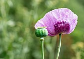 Poppy, Papaver, Mauve coloured flower and Poppy heads growing outdoor.