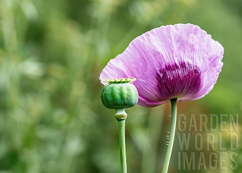 Poppy_Papaver_Mauve_coloured_flower_and_Poppy_heads_growing_outdoor