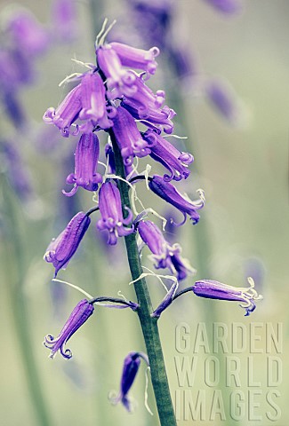 Bluebell_Hyacinthoides_NonScripta_Macro_image_of_bluebells_growing_outdoor