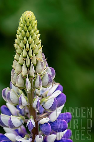 Lupin_Lupinus_Persian_Slipper_Clos3eup_detail_of_Mauve_and_white_flowers_growing_outdoor