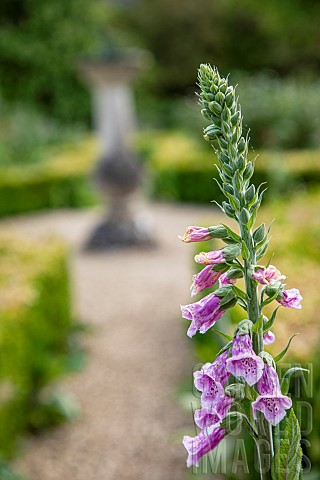 Foxglove_Digitalis_Partially_opened_flowers_growing_outdoor