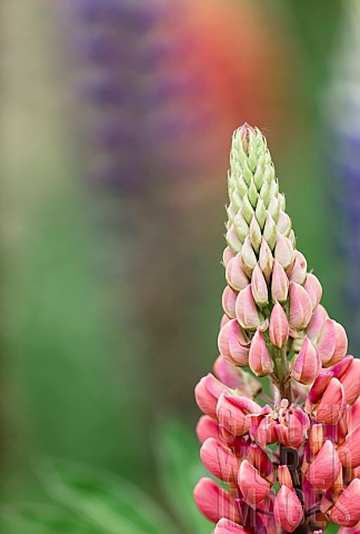 Lupin_Lupin_Galllery_Pink_Lupinus_Closeup_of__pink_coloured_spire_shaped_flower_growing_outdoor