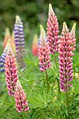 Lupin, Lupin Galllery Pink, Lupinus, Pink coloured spire shaped flowers growing outdoor.