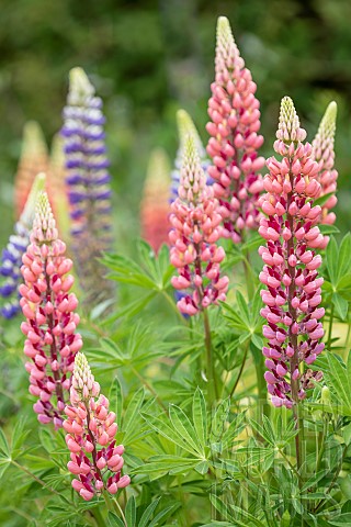 Lupin_Lupin_Galllery_Pink_Lupinus_Pink_coloured_spire_shaped_flowers_growing_outdoor