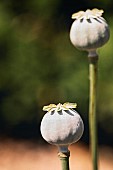 Poppy, Papaveraceae, Unopened seed heads growing outdoor.