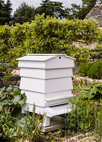 Bee_Hive_in_kitchen_garden