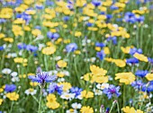 Bachelors Button, Centaurea Cyanus, A field of English meadow flowers, including Bachelor Buttons, cornflowers and assorted varieties of daises.