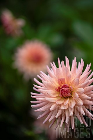 Dahlia_Pink_coloured_spikey_flower_growing_outdoor