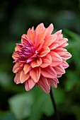 Dahlia, Side view of single orange coloured flower growing outdoor.