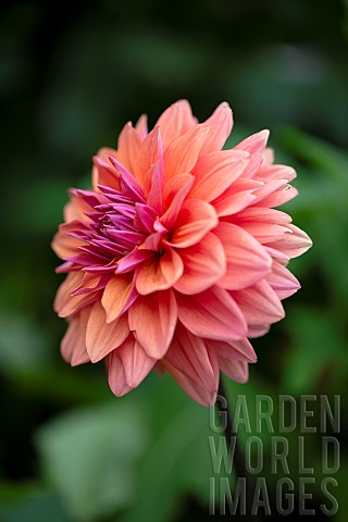 Dahlia_Side_view_of_single_orange_coloured_flower_growing_outdoor
