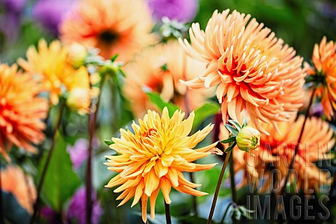 Dahlia_Mass_of_orange_coloured_flowers_growing_outdoor