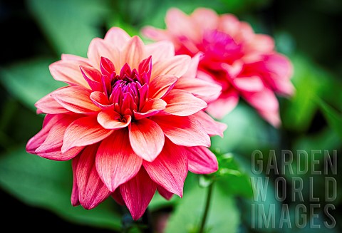 Dahlia_Pink_coloured_shaggy_flower_growing_outdoor