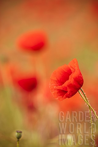 Poppy_Papaveraceae_Side_view_of_red_coloured_flower_growing_outdoor