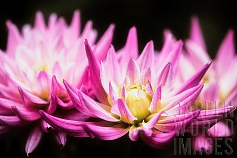 Dahlia_Closeup_view_of__pink_coloured_flowers_growing_outdoor
