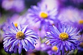 Asters, Asteraceae, Close-up view of two purple flowers with yellow stamen.