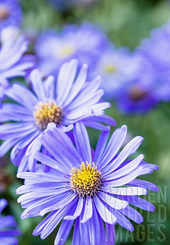Asters_Asteraceae_Closeup_view_of_two_purple_flowers_with_yellow_stamen