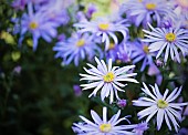 Asters, Asteraceae, Close-up view of flowers with yellow stamen growing outdoor.