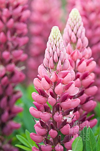 LUPINUS_GALLERY_RED
