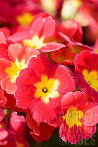 Primula_Primula_Crescendo_Bright_Red_Close_up_of_red_coloured_flowers_growing_outdoor
