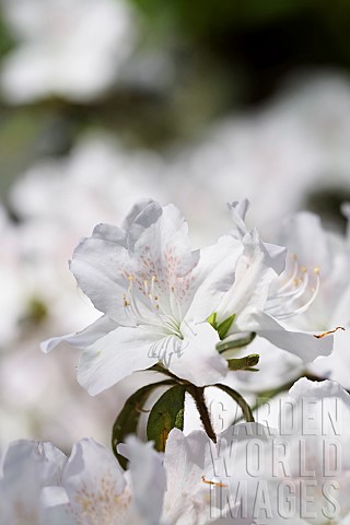 Rhododendron_Rhododendron_Rhododendron_mucronatum_rhododendron_mucronatum