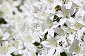 Rhododendron, Rhododendron cultivar, Mass of white flowers growing outdoor.