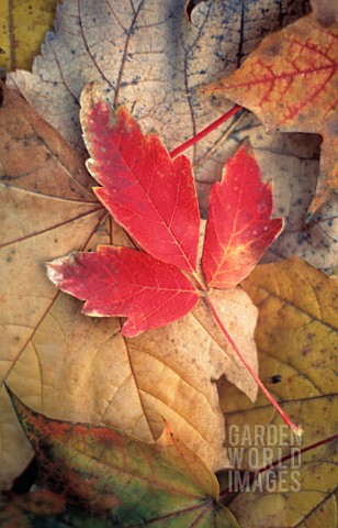 AUTUMN_LEAVES_IN_ASSOCIATION