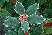 ILEX, (FROSTED HOLLY)