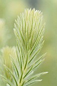 PHYLICA PUBESCENS, FEATHERHEAD