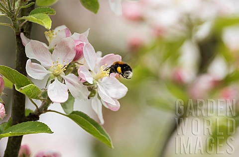 Apple_Malus_domestica_tree_Bumble_bee_Bombus_hypnorum_feeding_on_blossom