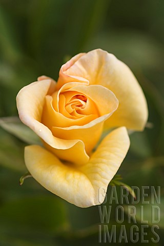 Rose_Rosa_Goldbusch_Side_view_of_yellow_flower_growing_outdoor