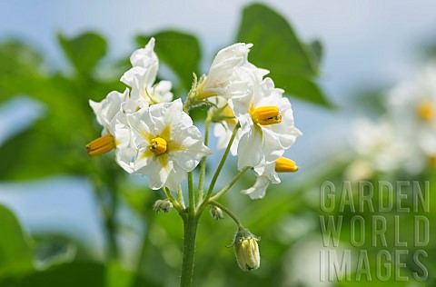 Potato_Solanum_tuberosum_Flowering_crop_plant