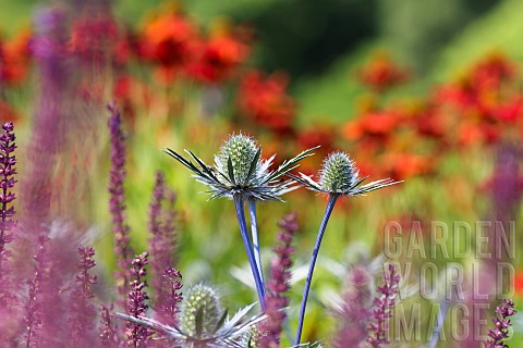 Sea_holly_Eryngium_Growing_outdoor_amongst_colourful_array_of_flowers