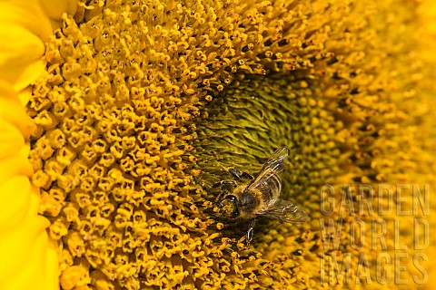 Sunflower_Helianthus_Honey_bee_Apis_Mellifera_pollinating_a_flower