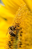 Sunflower, Helianthus, Honey bee, Apis Mellifera, pollinating a flower.