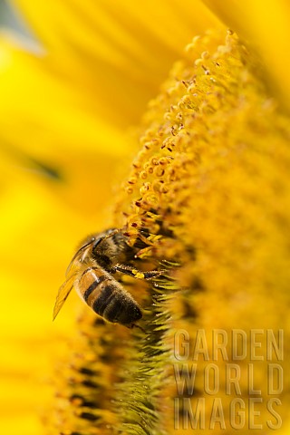Sunflower_Helianthus_Honey_bee_Apis_Mellifera_pollinating_a_flower