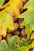 Oak, Common oak, Quercus robur, Autumn leaves covering fallen acorns.