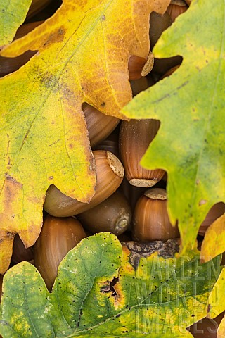 Oak_Common_oak_Quercus_robur_Autumn_leaves_covering_fallen_acorns