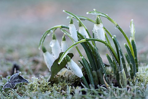 Snowdrop_Common_snowdrop_Galanthus_nivalis_Frost_covered_Snowdrops_bending_forward_with_ice_drops