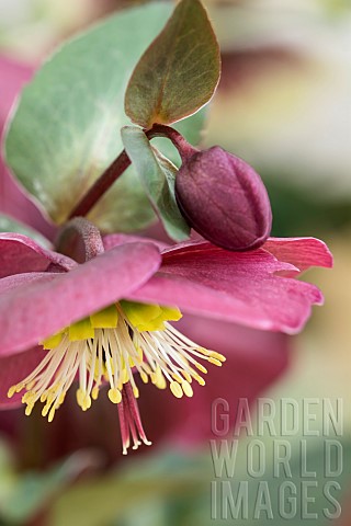 Hellebore_Helleborus_Maroon_coloured_flower_growing_outdoor